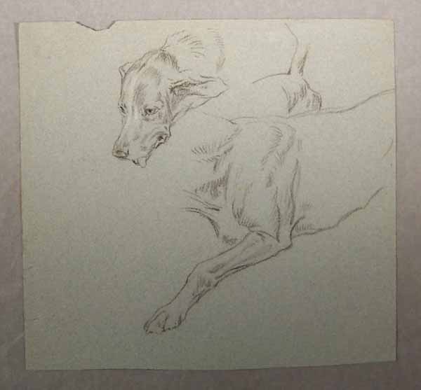 Study of the head, foreleg and tail of a Dog